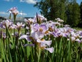 Iris Ãâ sibtosa Ã¢â¬ËLavender LandscapeÃ¢â¬â¢ with beautiful lavender pink fall petals, paler standards, styles - near white and small Royalty Free Stock Photo